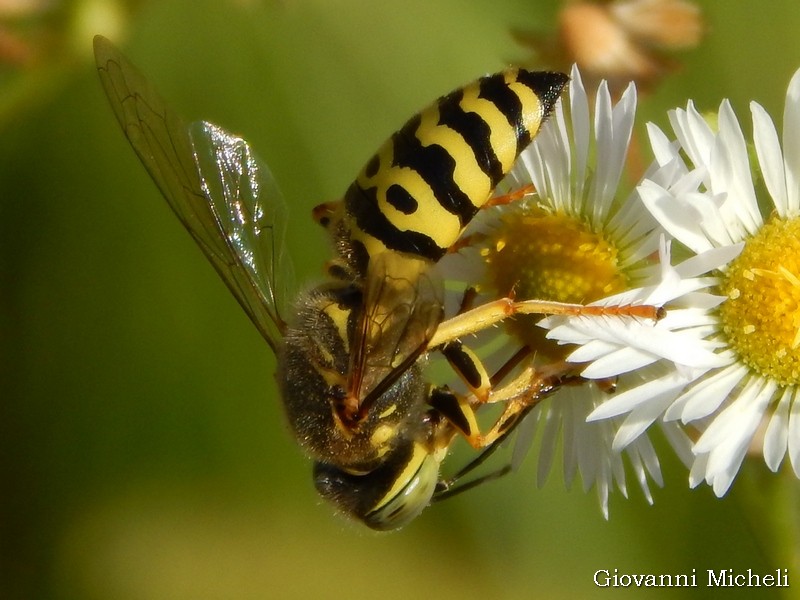 Bembix oculata (Crabronidae)